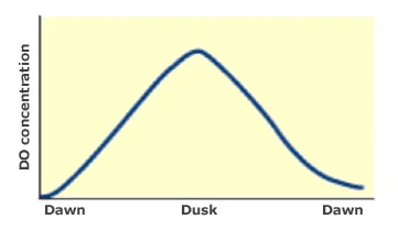 魚塘中氧氣的每日循環(huán)